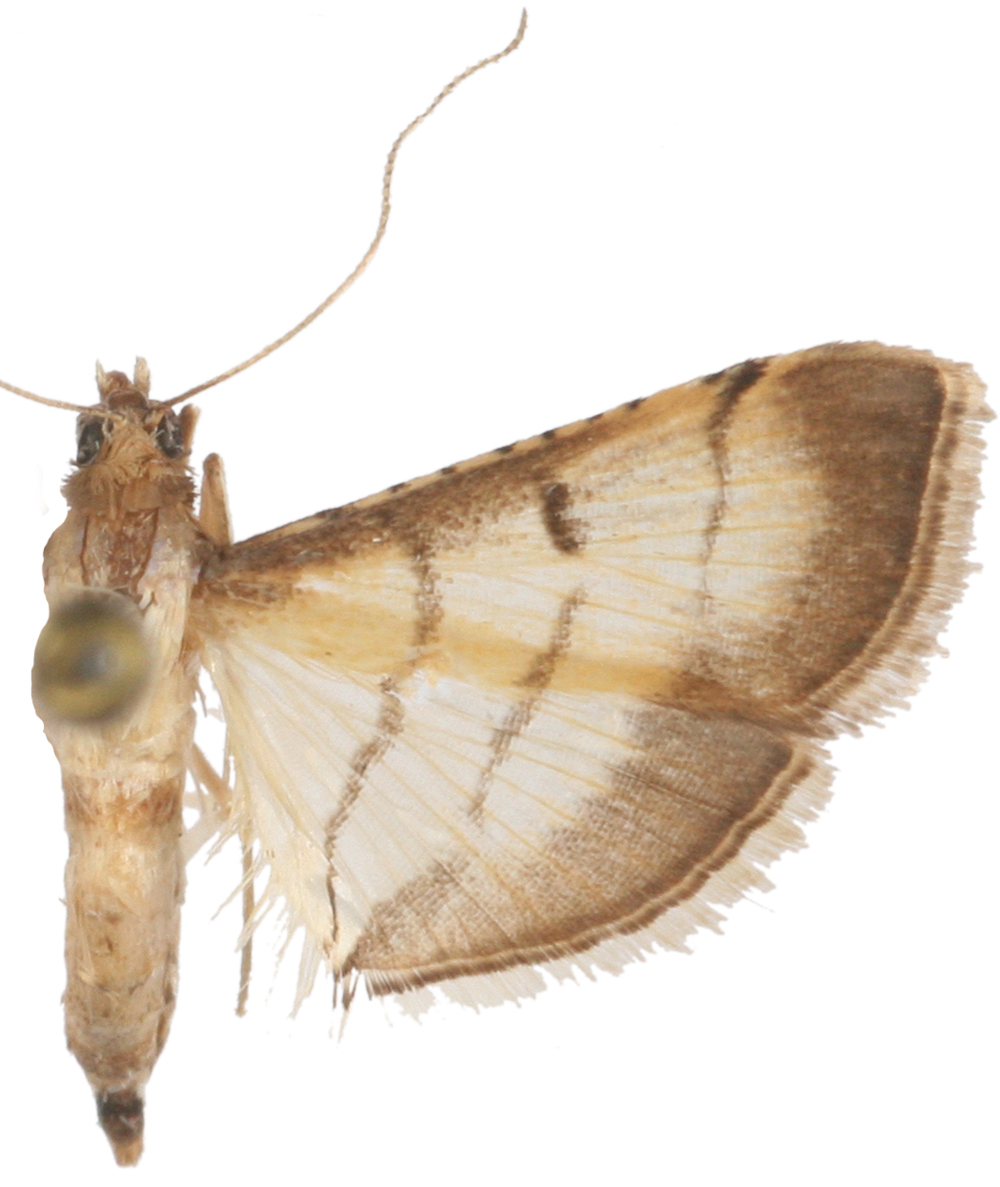 Cnaphalocrocis trebiusalis Walker