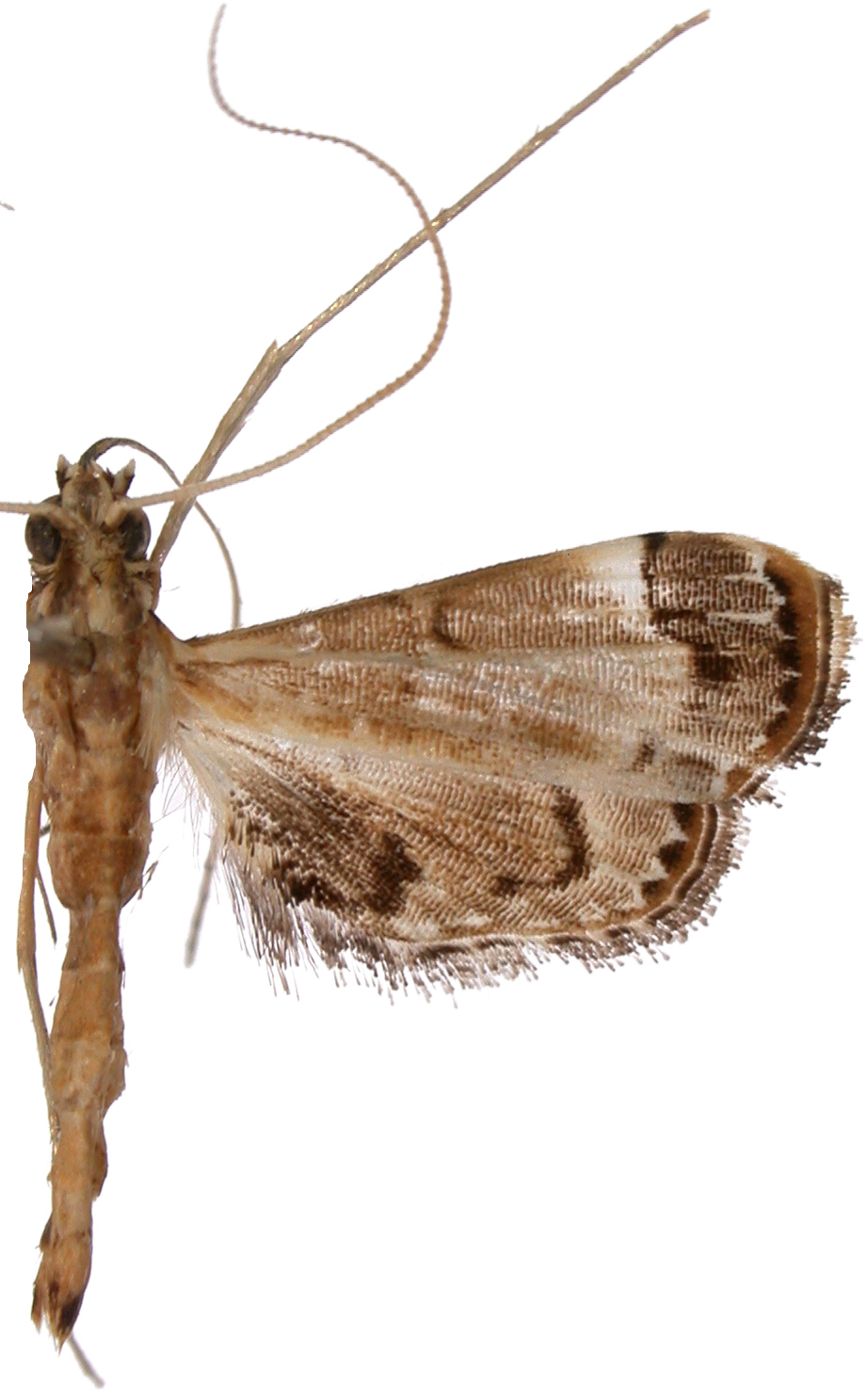 Trichophysetis sp. 1