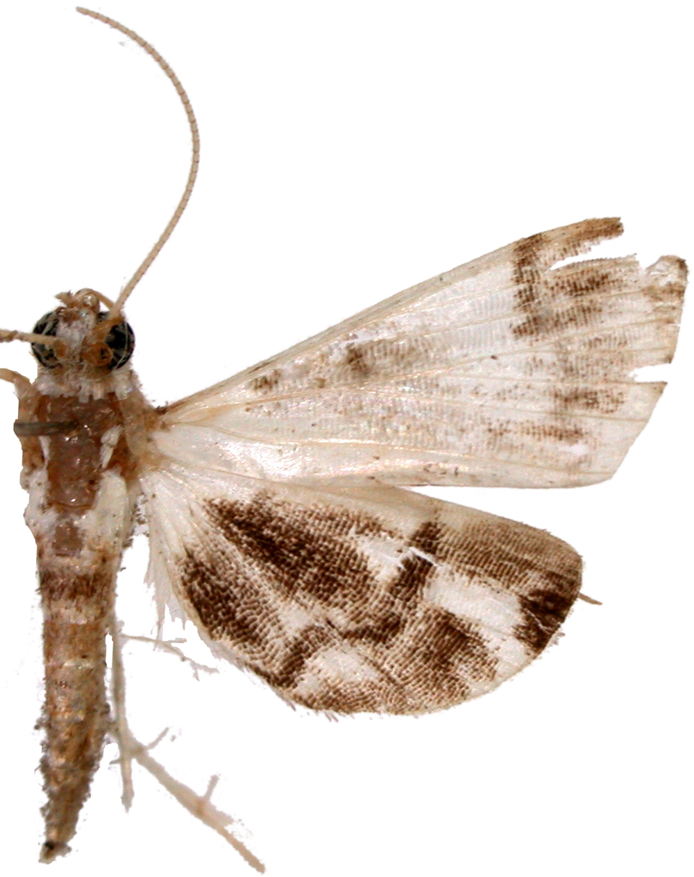 Trichophysetis sp. 10