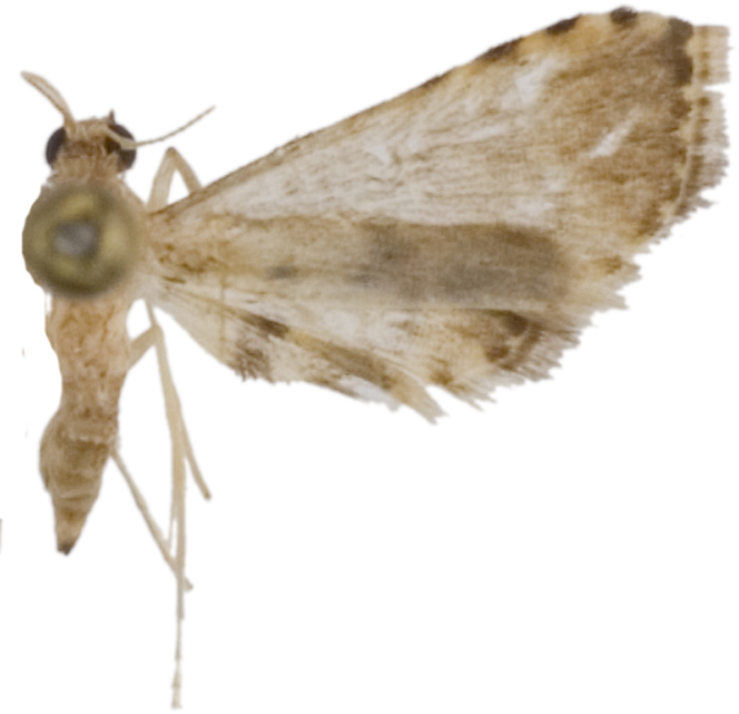 Trichophysetis sp. 11