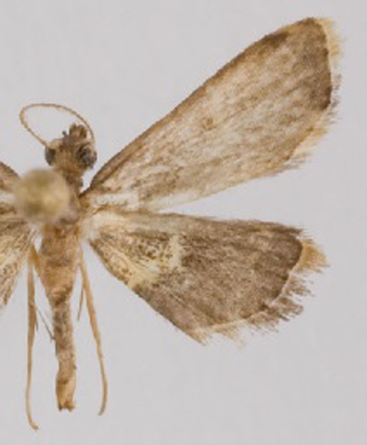 Trichophysetis sp. 12