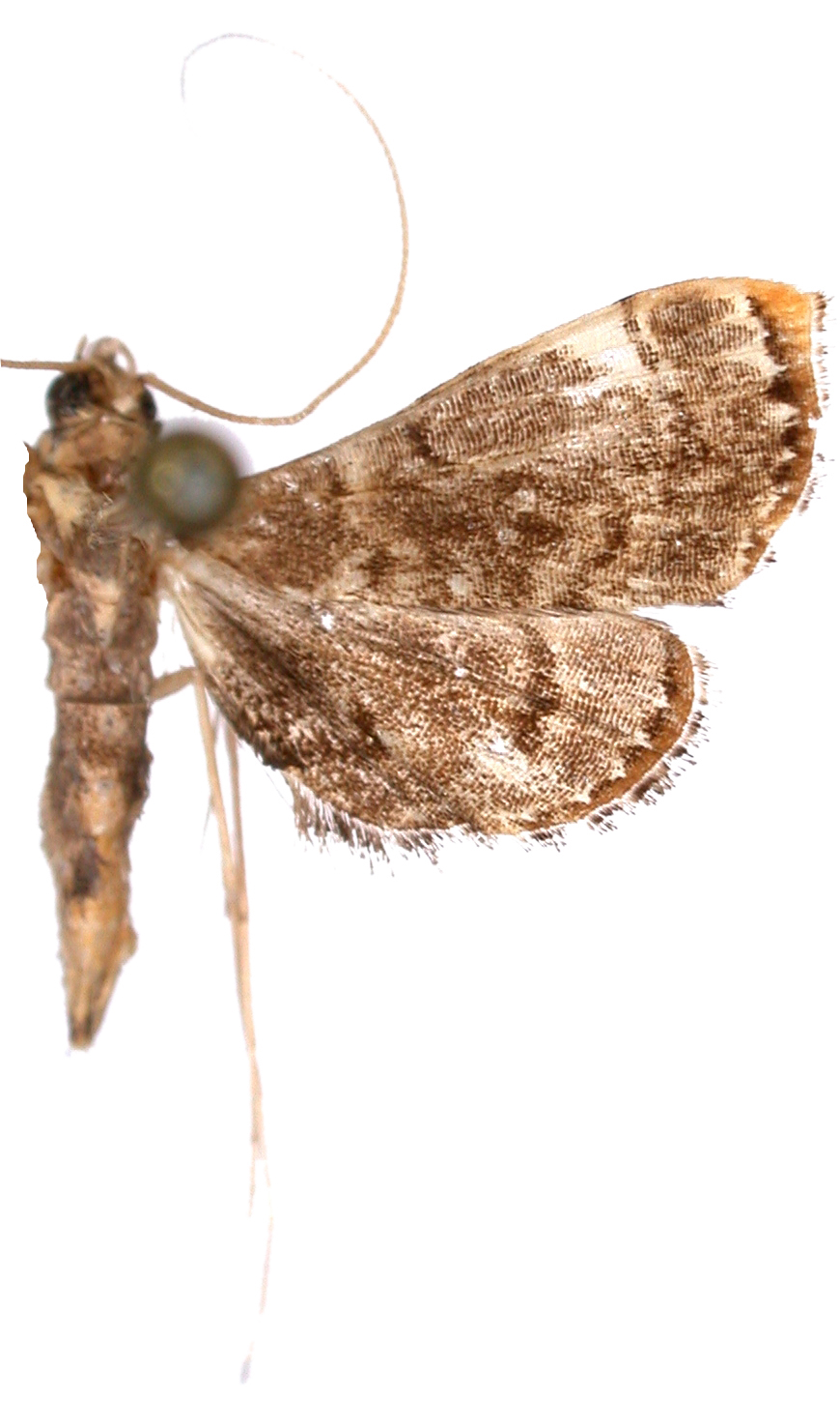 "Trichophysetis" sp. 2