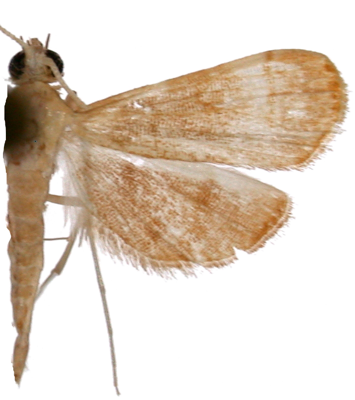 Trichophysetis sp. 4