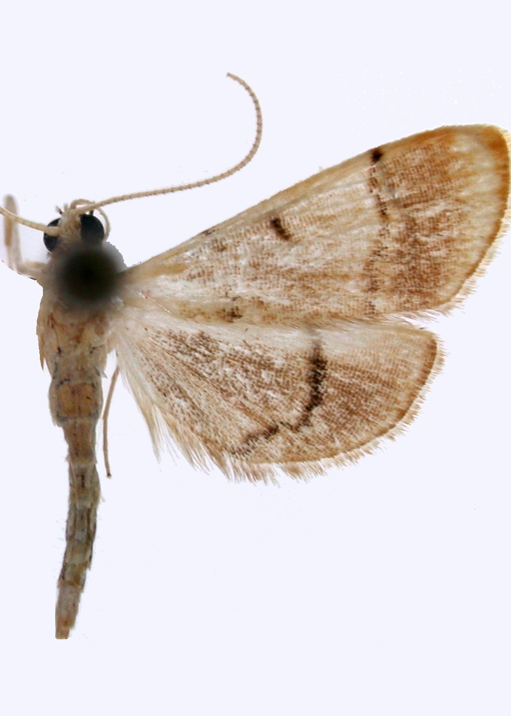 Trichophysetis sp. 5