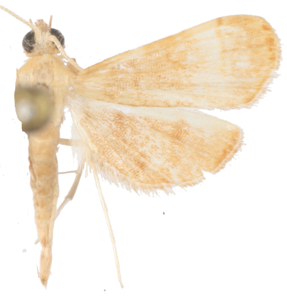 Trichophysetis sp. 6