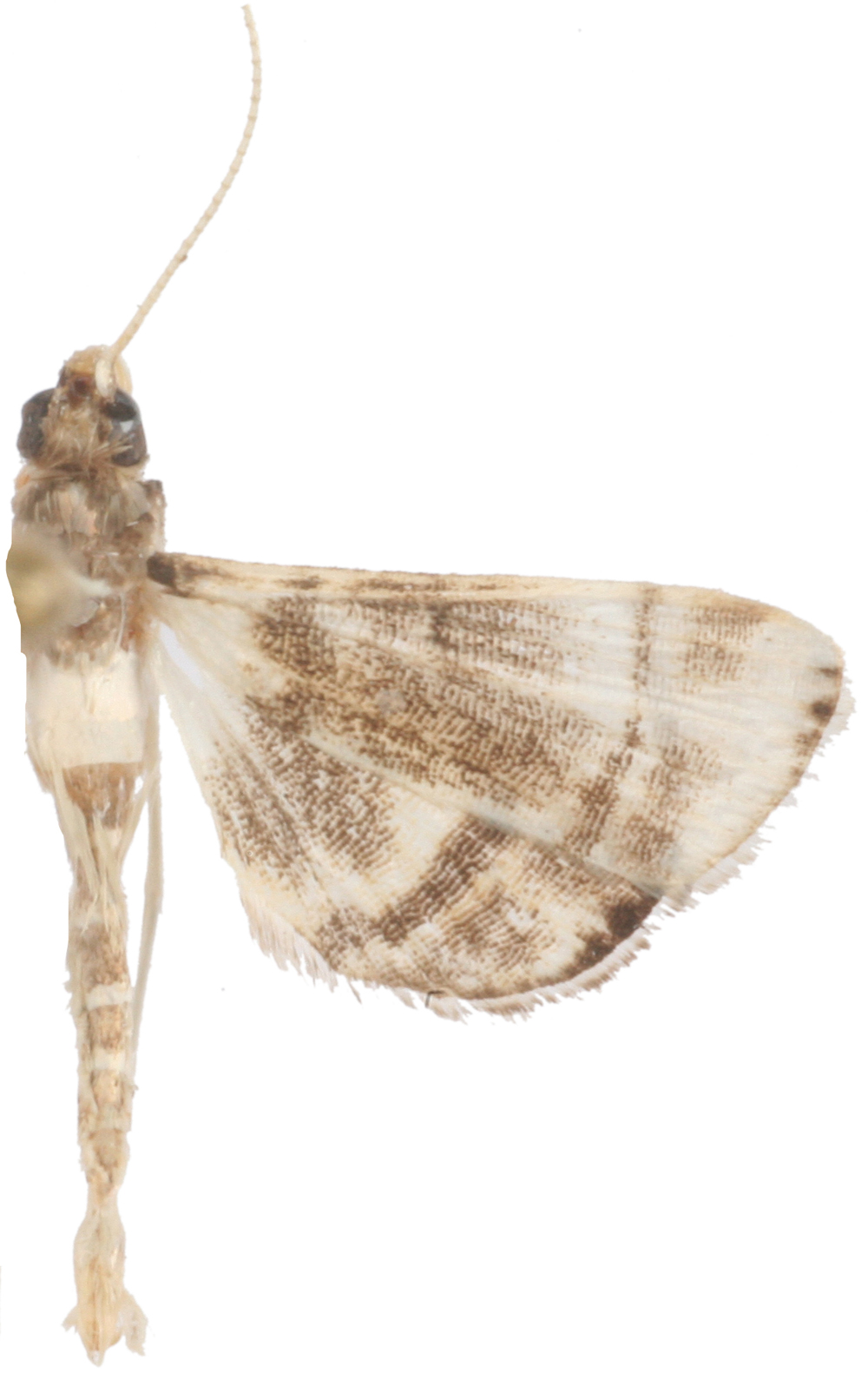 Trichophysetis sp.8