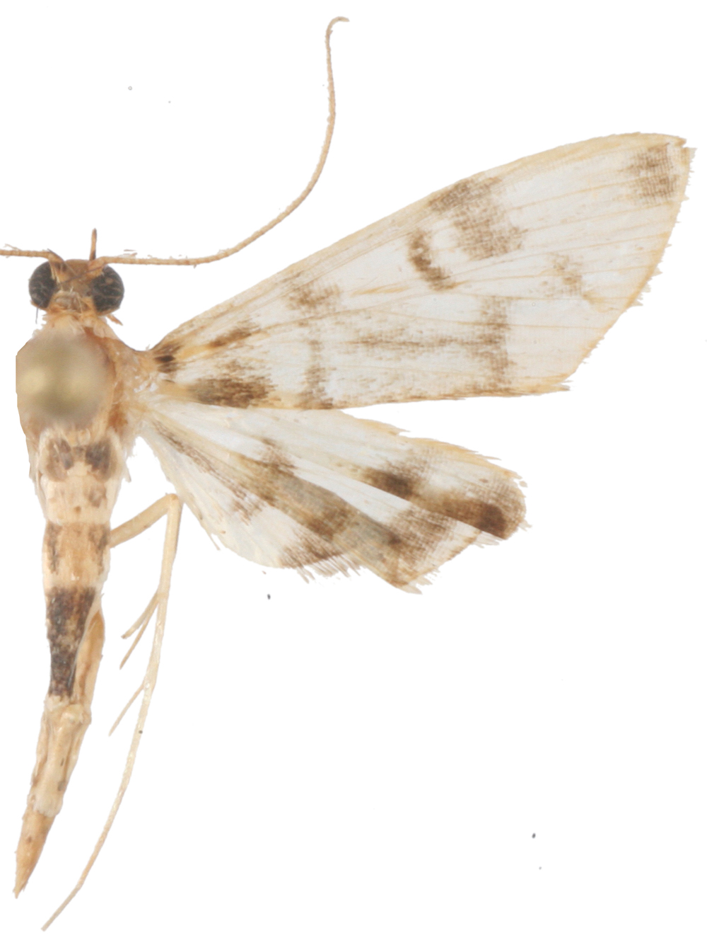 Trichophysetis sp. 9