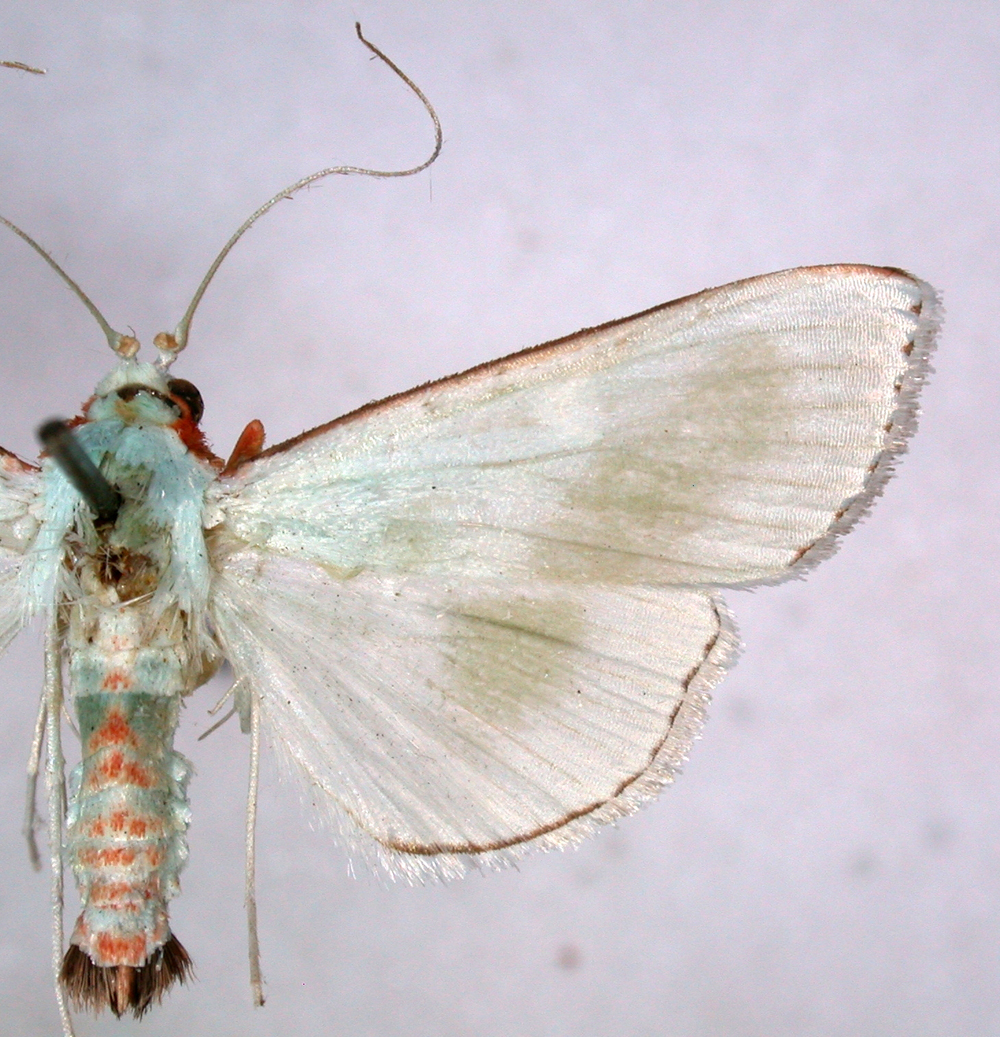 Arthroschista tricoloralis Pagenstecher