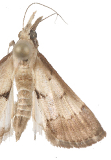 "Trigonoorda" sp. 2