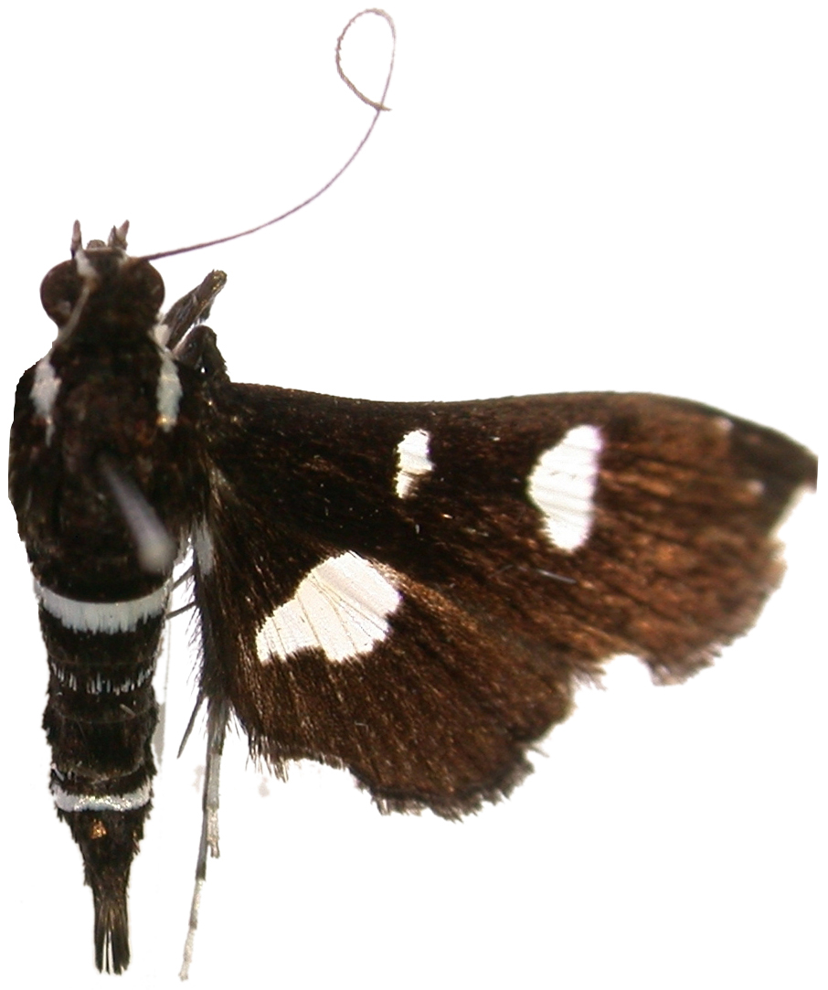Bocchoris trimaculalis Snellen