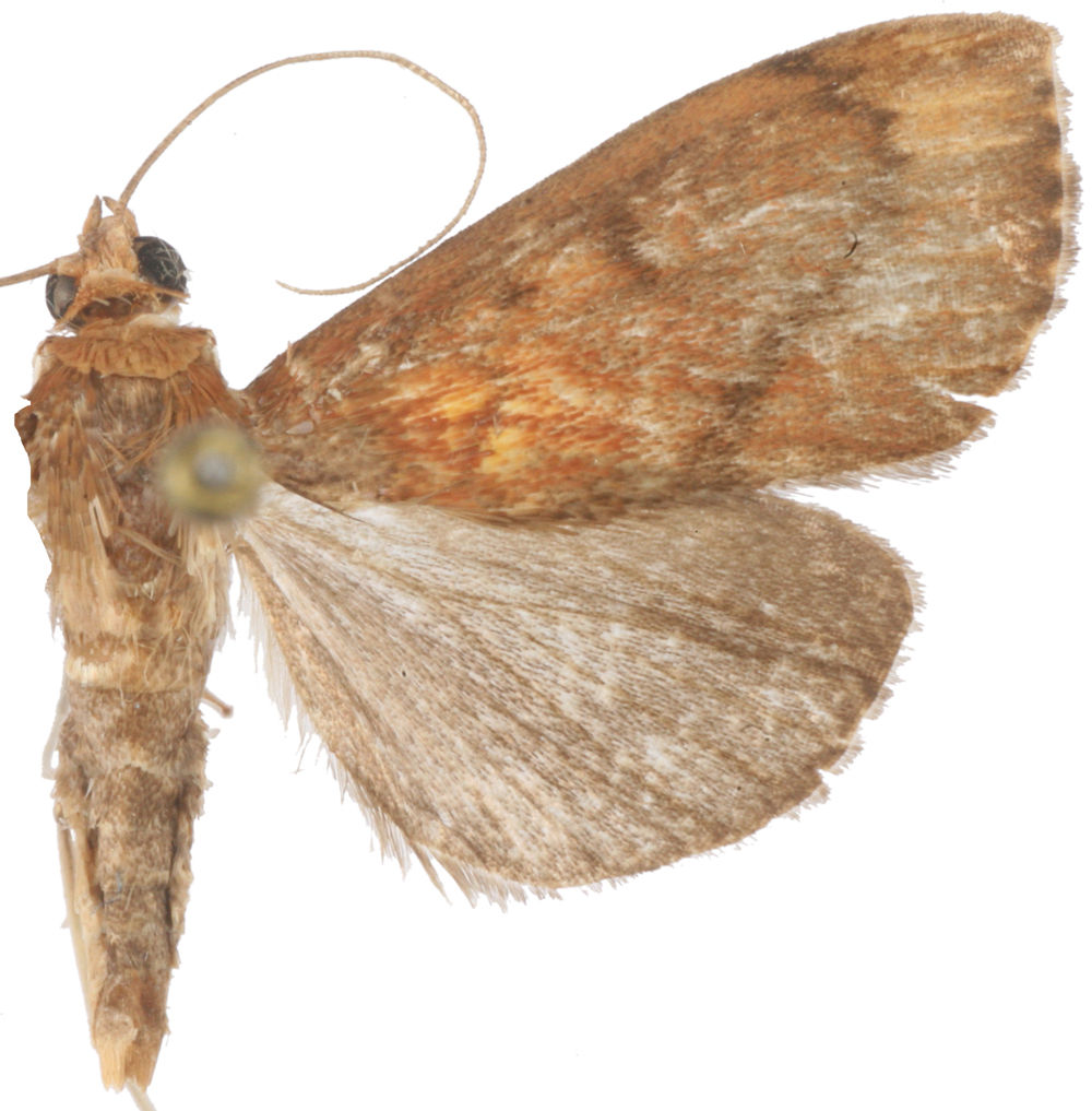 Placosaris turiusalis Walker