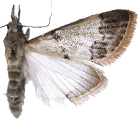Unknown-crambinae sp. 1
