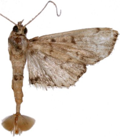 Ceratarcha umbrosa Swinhoe