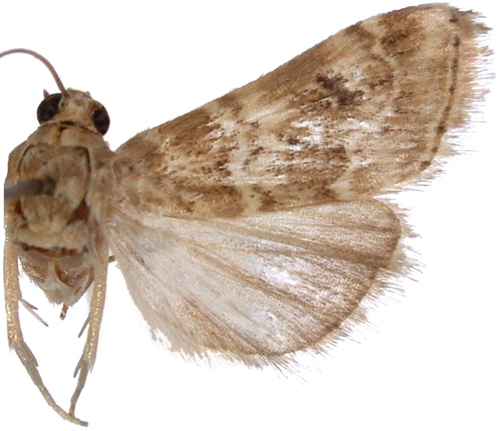 Hellula undalis Fabricius
