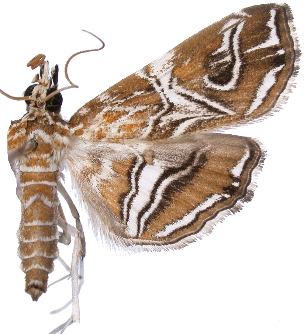 Paracymoriza vagalis Walker