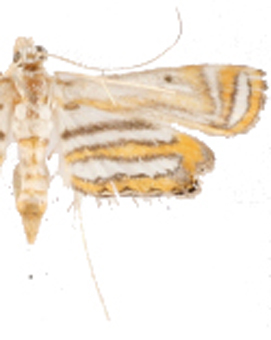 Parapoynx villidalis Walker