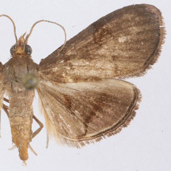 Hemiscopis violacea T.P.Lucas