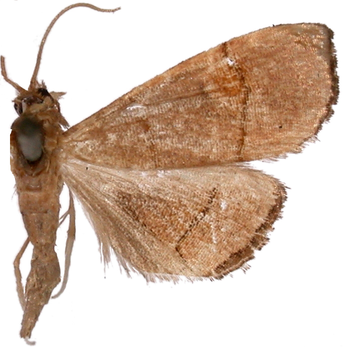 Hydrorybina violascens Hampson