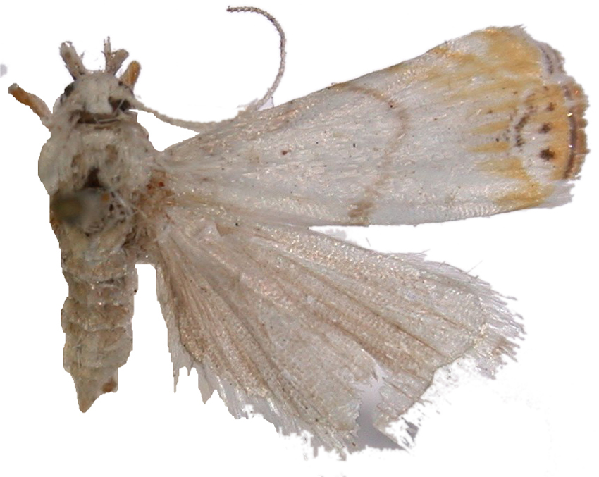 Gargela xanthocasis Meyrick