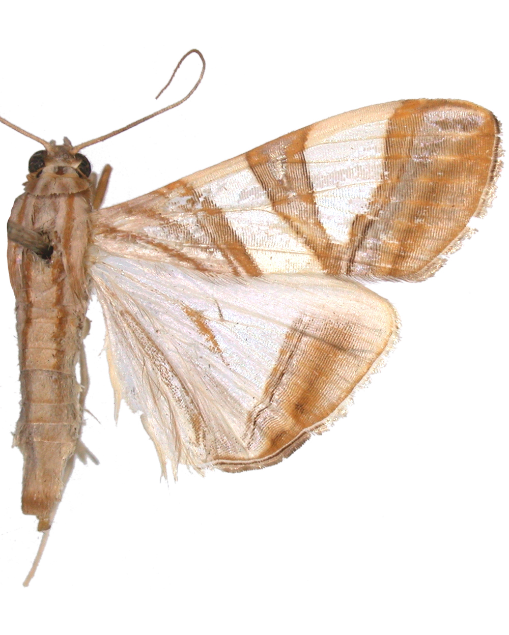 Agrioglypta zelimalis Walker